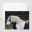 Search for gypsy vanners postcards Animal