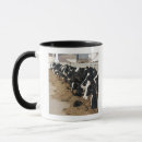 Search for grazing cows mugs Animal