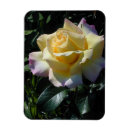Search for beautiful rose magnets Roses