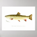Search for trout posters Vintage
