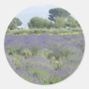 Search for lavender herb stickers Flower