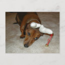 Search for dashound cards Dachsie