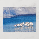 Search for plover postcards Wildlife