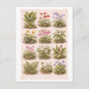 Search for vintage wildflowers postcards Antique