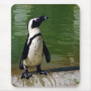 Search for penguins mousepads Photography