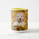 Search for mixed breeds mugs Goldendoodle