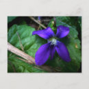 Search for maine postcards Flowers