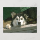 Search for sadness postcards Pet