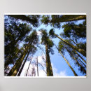Search for canopy posters Tree