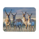 Search for bucks magnets Doe