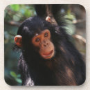 Search for commons barware Common chimpanzee