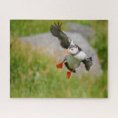 Search for flying bird Puffin
