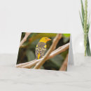 Search for ornithological cards Wildlife