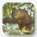 Search for photography plates Cute