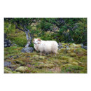 Search for ram art Sheep