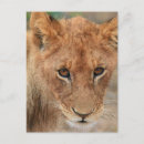 Search for lion cub postcards Cubs
