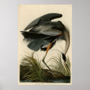 Search for audubon posters Lithograph