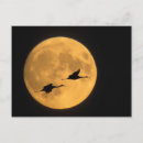 Search for bosque del apache postcards Sandhill crane