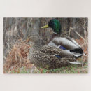 Search for mallard duck puzzles Outdoors