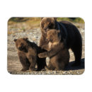 Search for sow magnets Alaskan peninsula