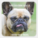 Search for funny dog quotes crafts party Meme