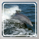 Search for diving dolphin posters Dolphins