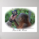 Search for ape face posters Animal