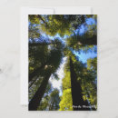 Search for tall cards Trees