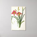 Search for hemerocallis art Botany