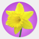 Search for st davids day stickers Welsh