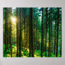 Search for sunlight posters Forest