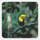 Search for billing stickers Bird