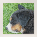 Search for dog breeds puzzles Pet