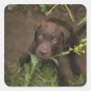 Search for dog sitting stickers High angle view