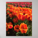 Search for orange tulip posters Flowers