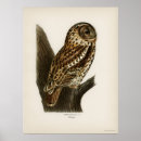 Search for eagle feathers posters Owl