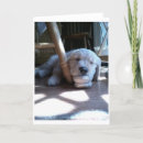 Search for golden puppy cards Retriever
