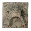 Search for toad tiles Amphibians