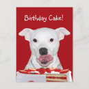 Search for bull terrier birthday cards Pitbull