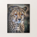 Search for predator puzzles Cat