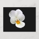 Search for isolate postcards Black