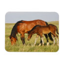 Search for colts magnets Pony