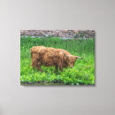 Search for highland cattle canvas prints Scottish