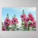 Search for hollyhocks posters Floral