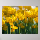 Search for yellow tulip posters Home