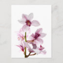 Search for white orchid postcards Elegant