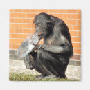 Search for chimp magnets Primates