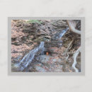 Search for flickers Outdoors