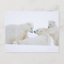 Search for threatening postcards Animal