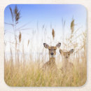 Search for fawn coasters Animals in the wild